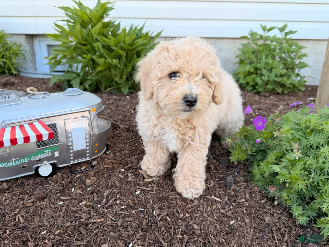 Bichpoo dogs for sale: Matthew  - Ad 2