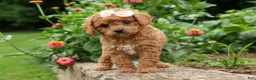 Cavapoo dogs for sale: Veronica💖 - Ad 6