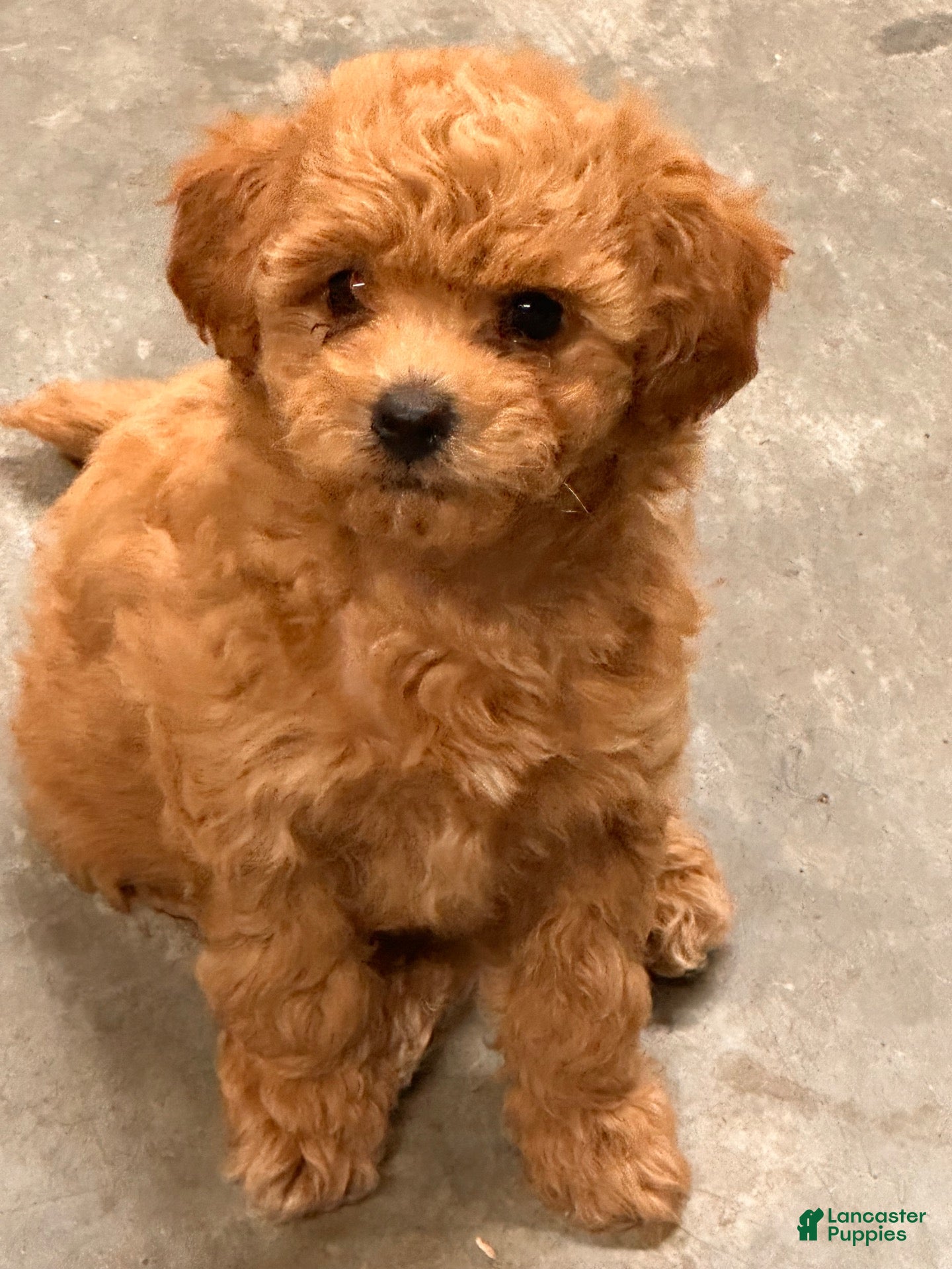 Toy Poodle dogs for sale: Toy Poodle 2 - Ad 3