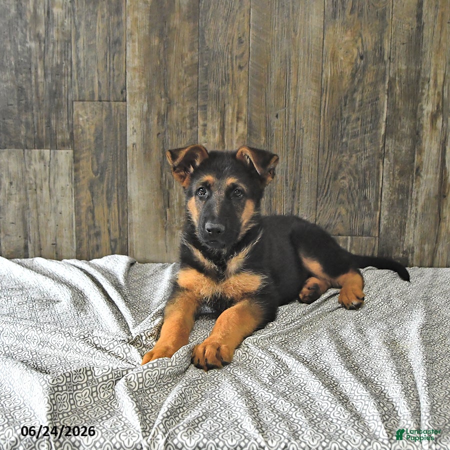 German Shepherd dogs Buddy - Ad 2