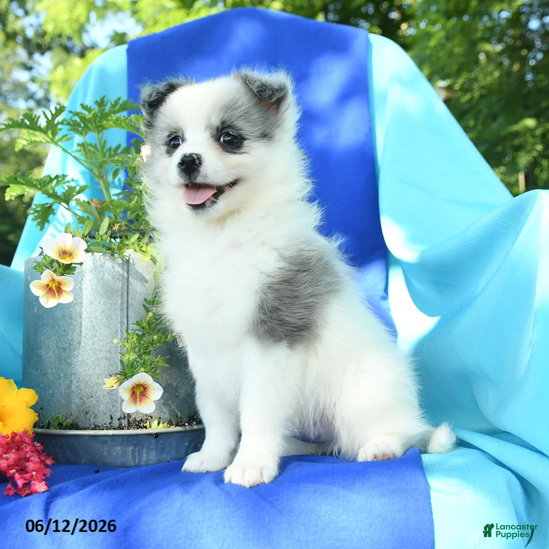 Pomeranian dogs for sale: Molly - Ad 2