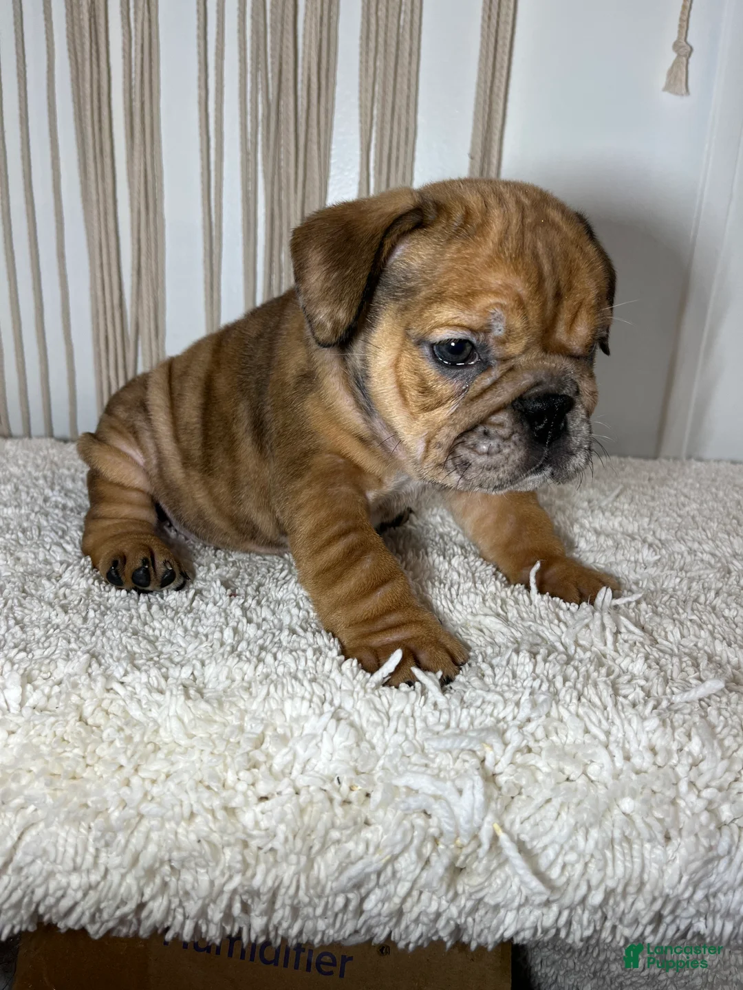 English Bulldog dogs for sale: Mila - Ad 2