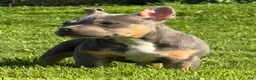 American Bully dogs for sale: Big Mac - Ad 1