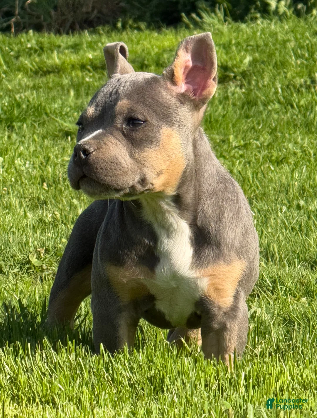 American Bully dogs for sale: Big Mac - Ad 1