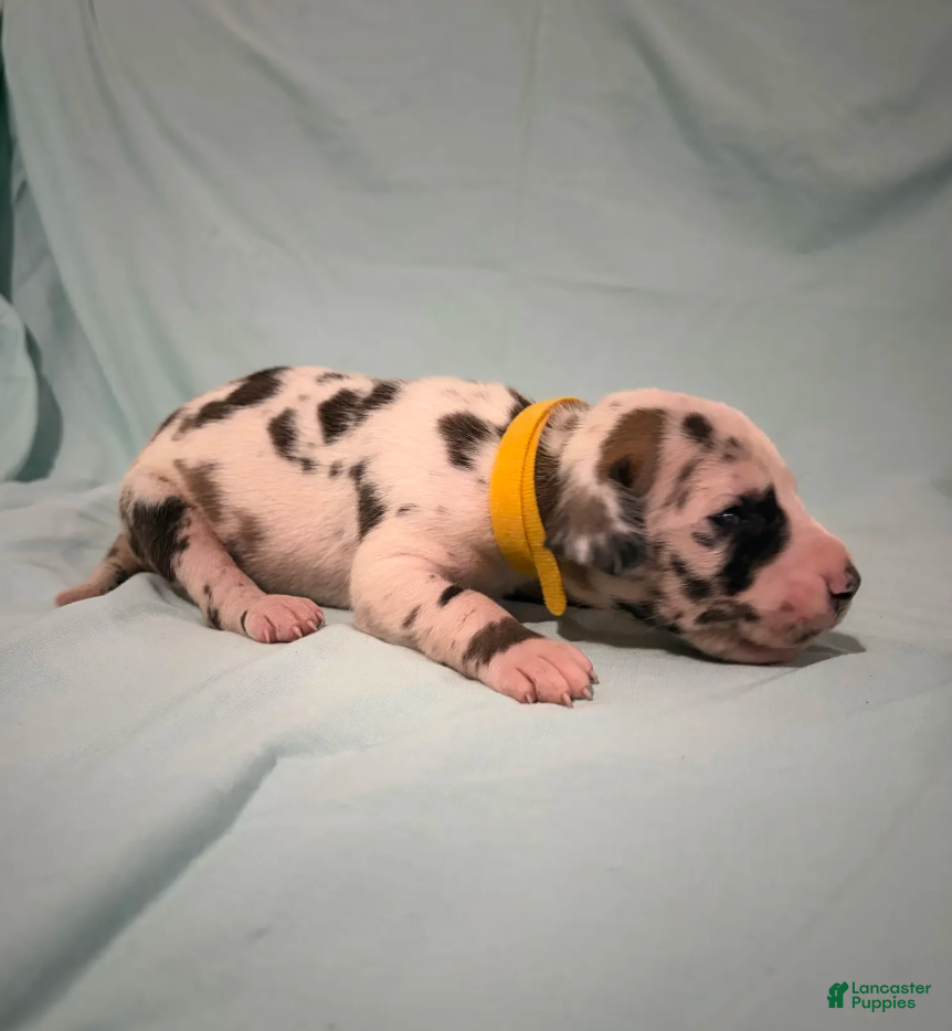 Great Dane dogs Sparkler  - Ad 1