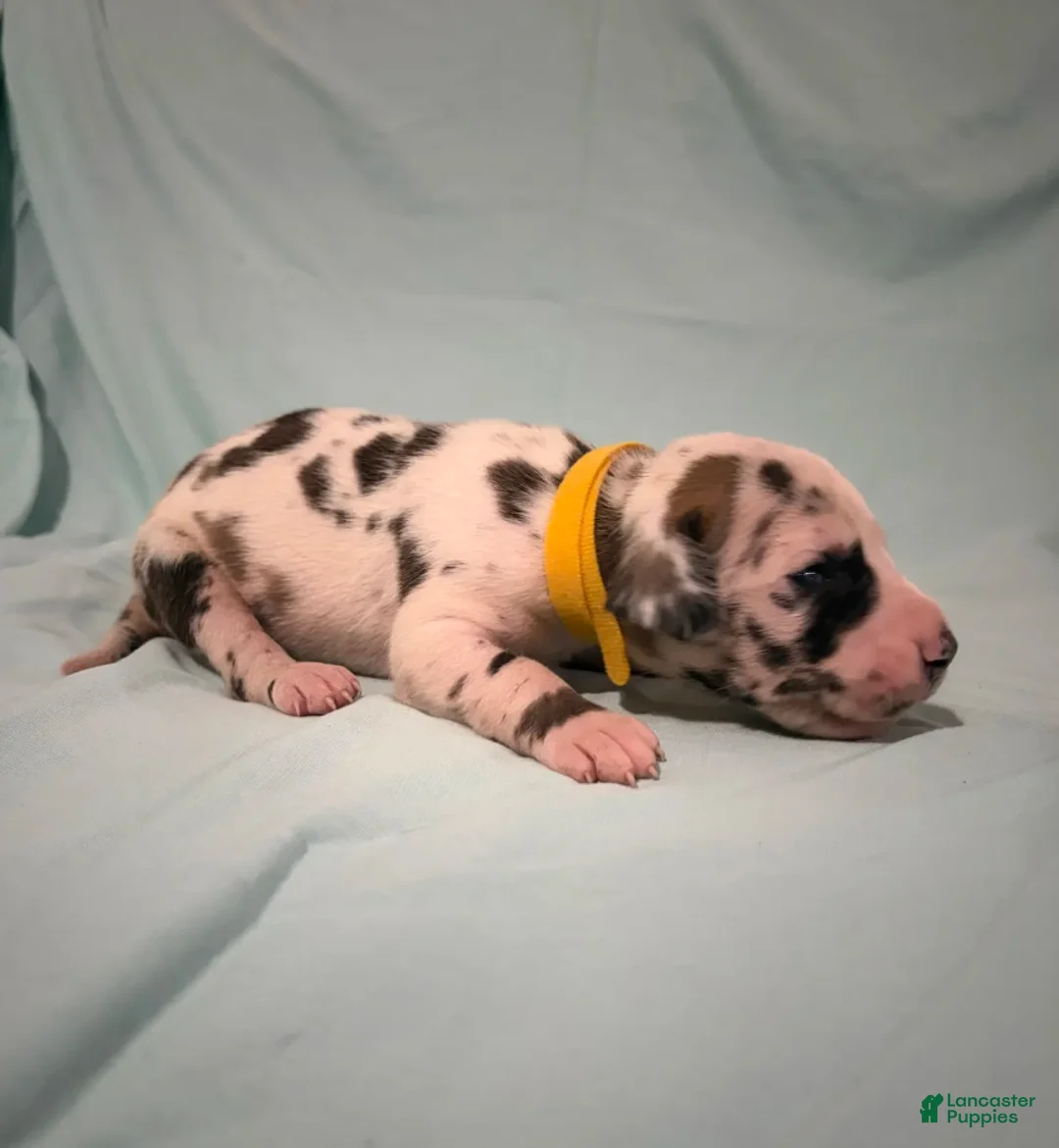 Great Dane dogs for sale: Sparkler  - Ad 1