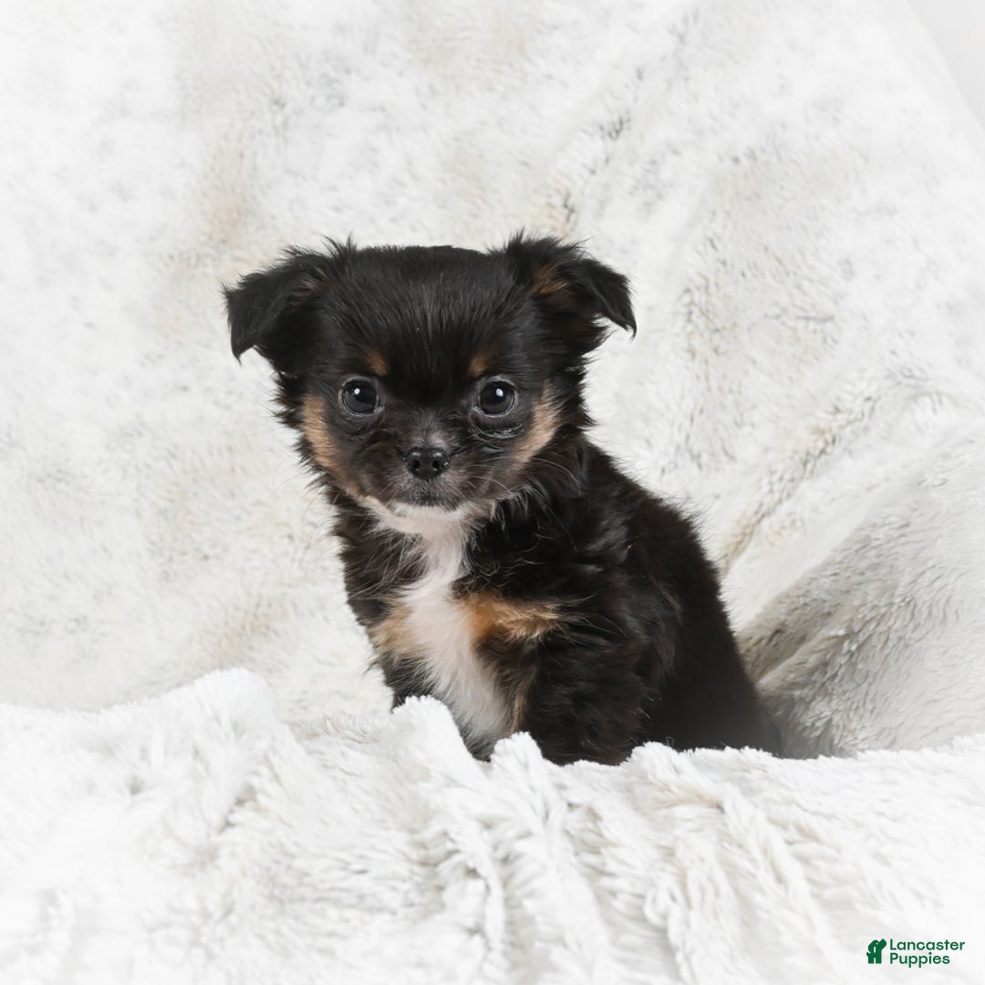 Chihuahua dogs for sale: Sally - Ad 10