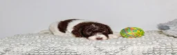 Labradoodle dogs for sale: Floyd - Ad 2