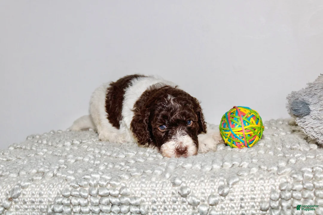 Labradoodle dogs for sale: Floyd - Ad 2