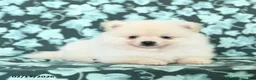 Pomeranian dogs for sale: Paco - Ad 2