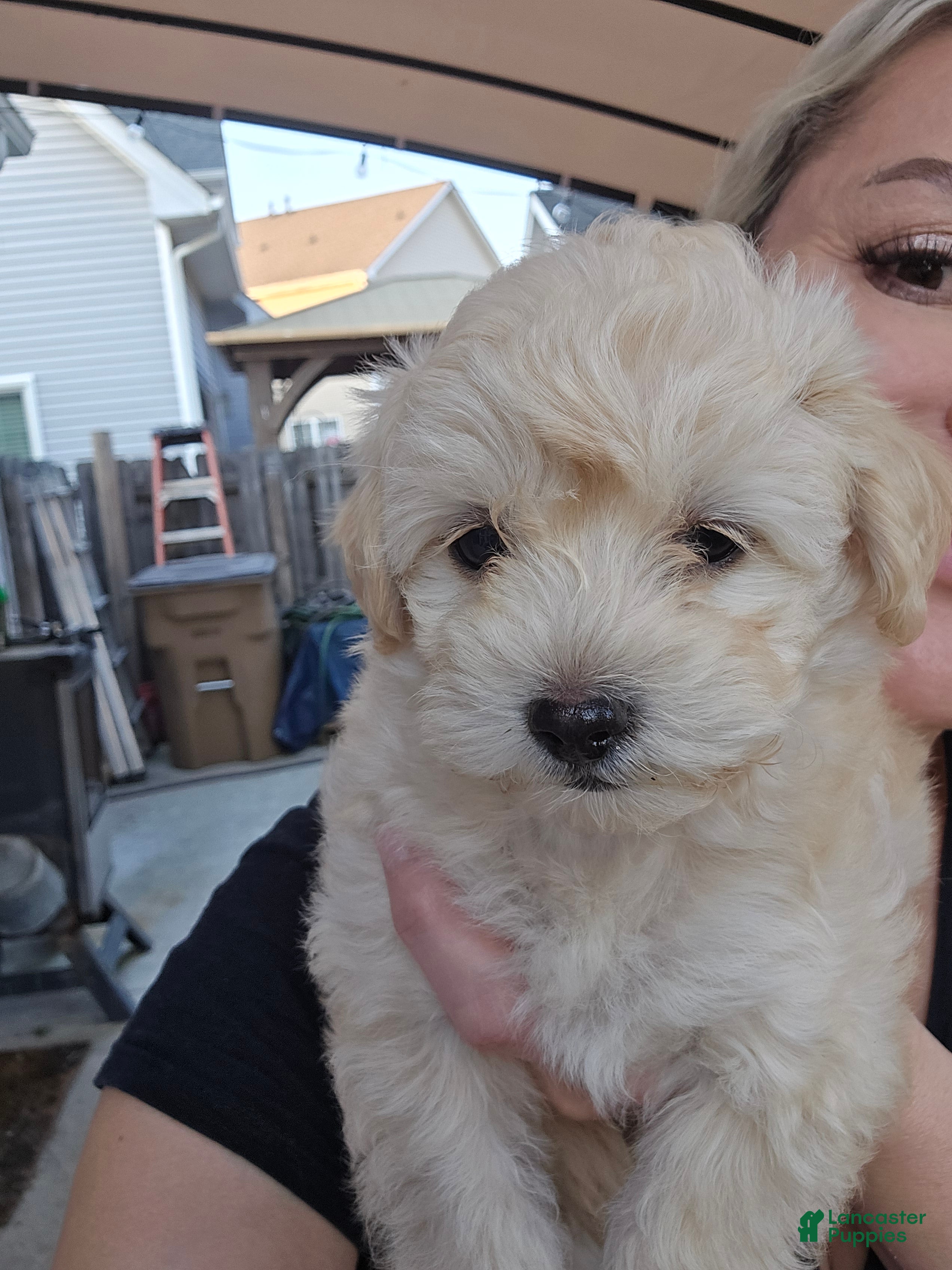 Maltipoo dogs Maltipoo Puppy 1 - Ad 28