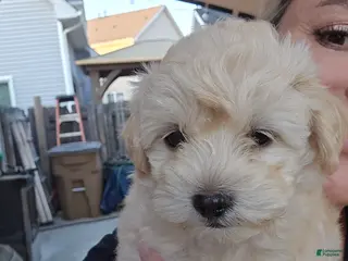 Maltipoo dogs Maltipoo Puppy 1 - Ad 28