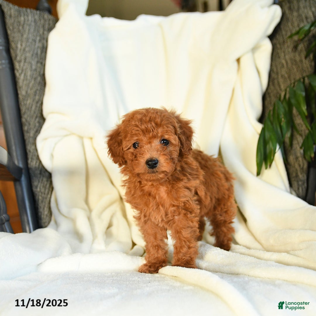 Toy Poodle dogs for sale: Tufts - Ad 4