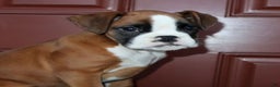 Boxer dogs for sale: Tyson - Champ lines - Ad 4