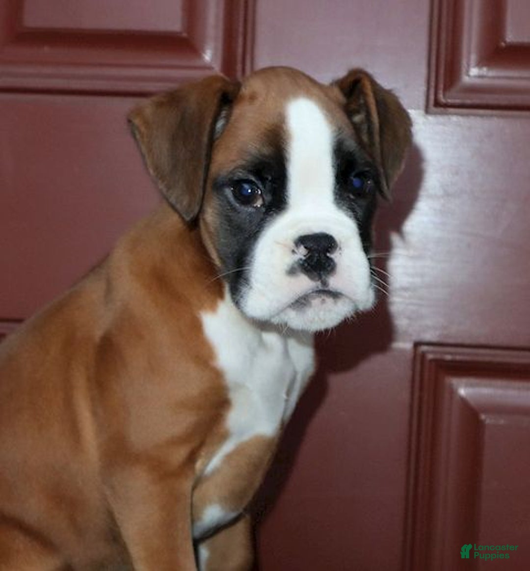 Boxer dogs for sale: Tyson - Champ lines - Ad 4