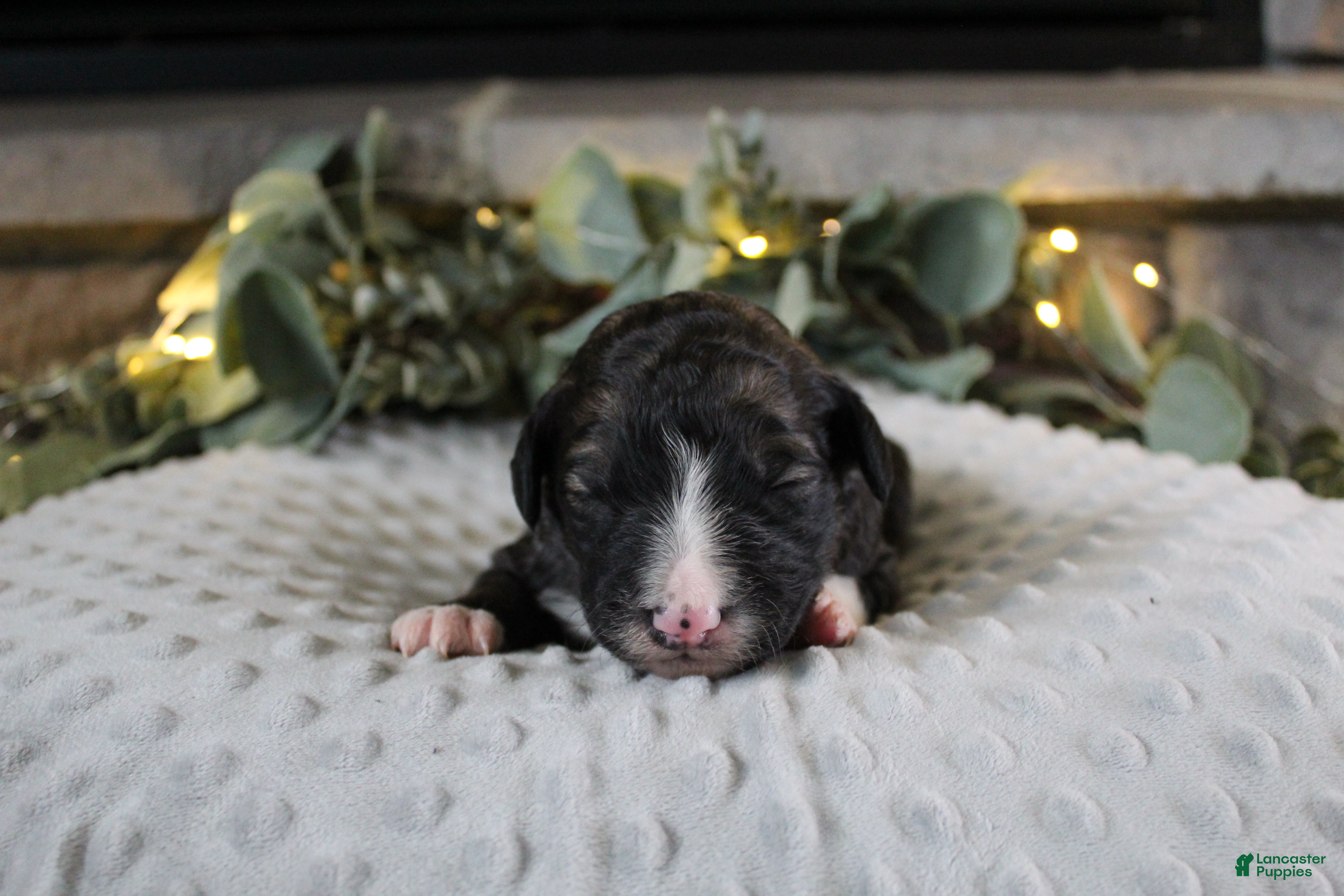 Bordoodle dogs Titan - Ad 26