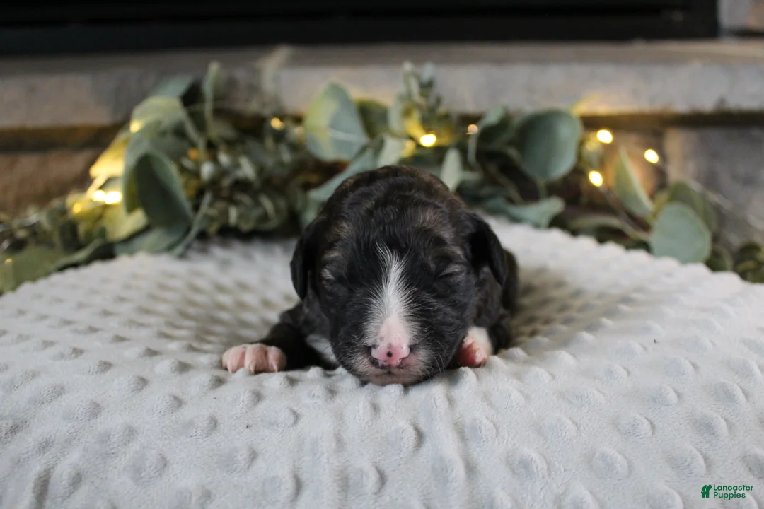 Bordoodle dogs for sale: Titan - Ad 1