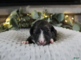 Bordoodle dogs Titan - Ad 26