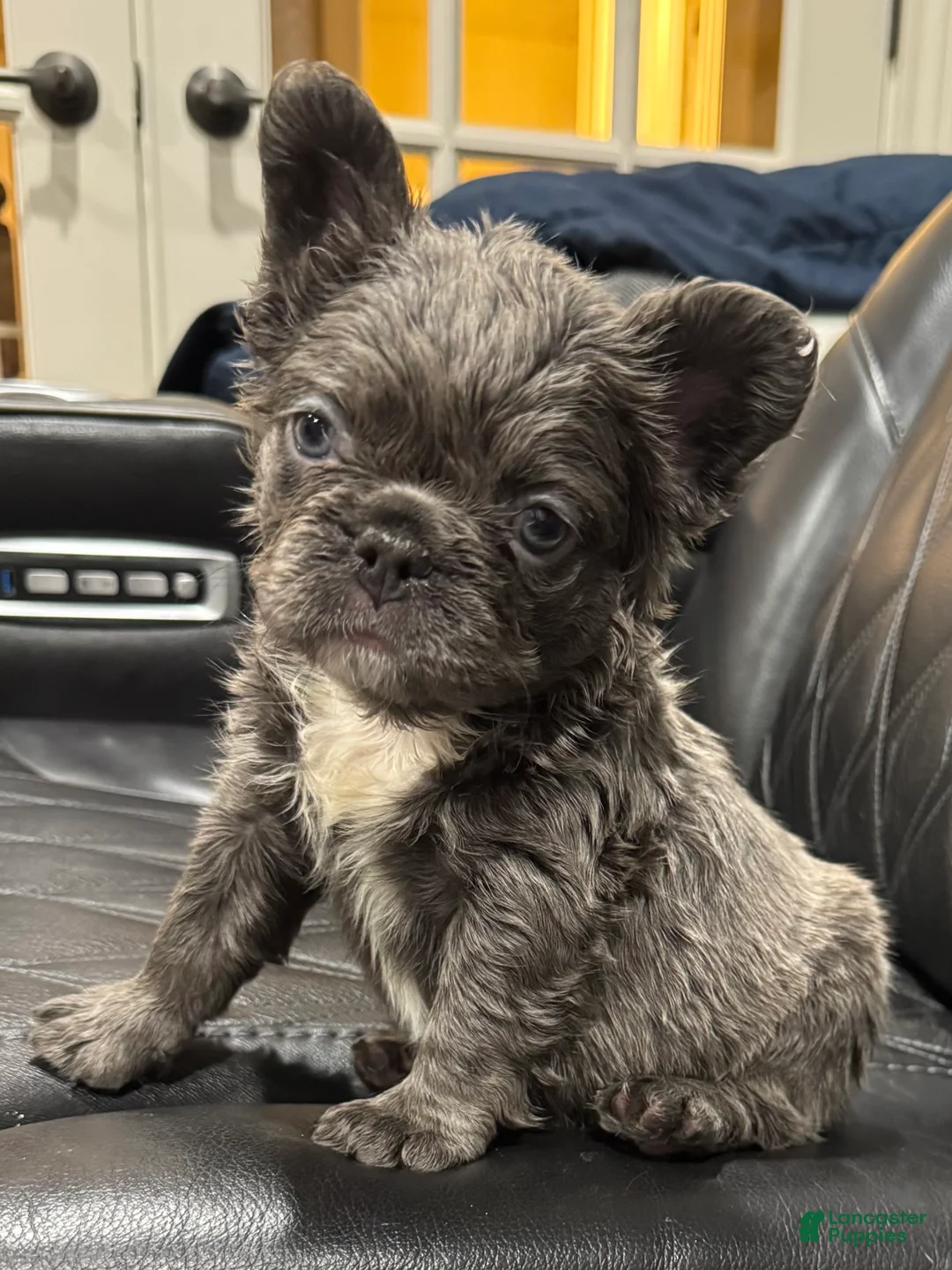 French Bulldog dogs for sale: FLUFFY PAISLEY - Ad 6