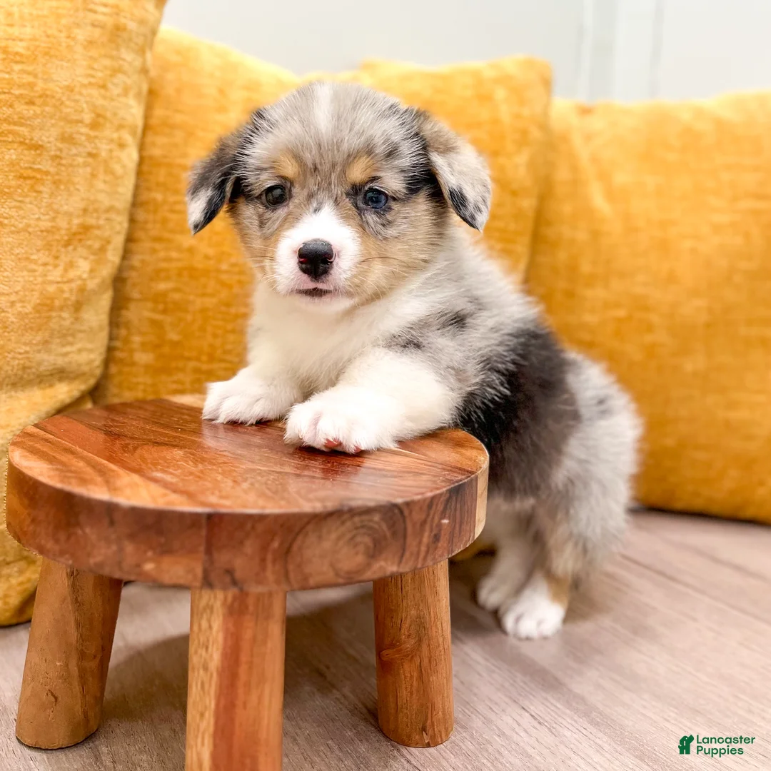 Welsh Corgi Pembroke dogs for sale: Alex - Ad 1