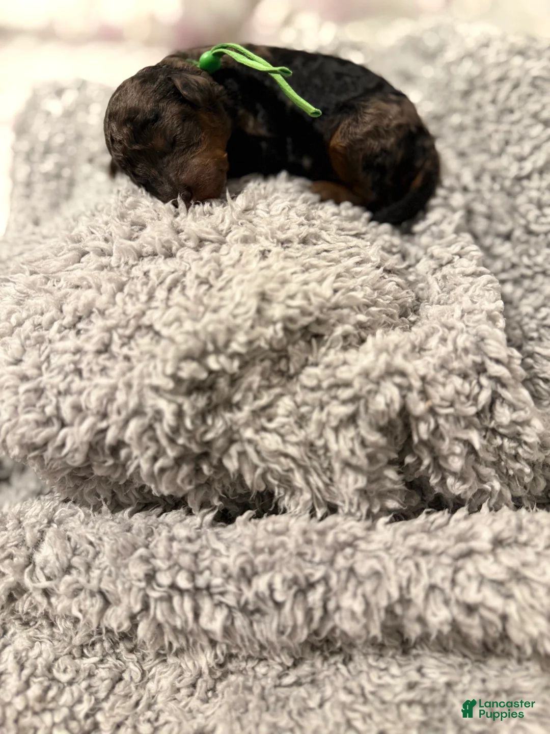Miniature Poodle dogs for sale: Ocean - Ad 2