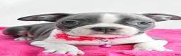 Boston Terrier dogs for sale: Izzy - Ad 4