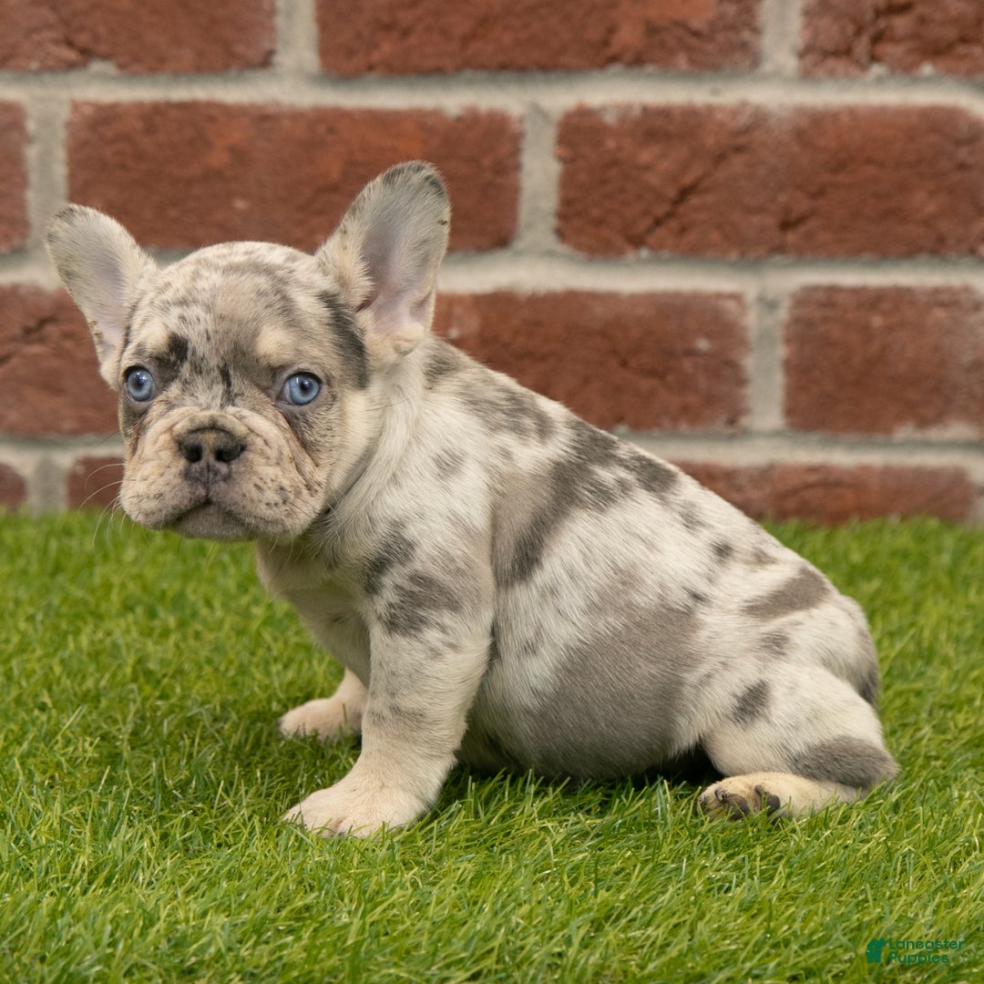 French Bulldog dogs for sale: Ranger - Ad 7