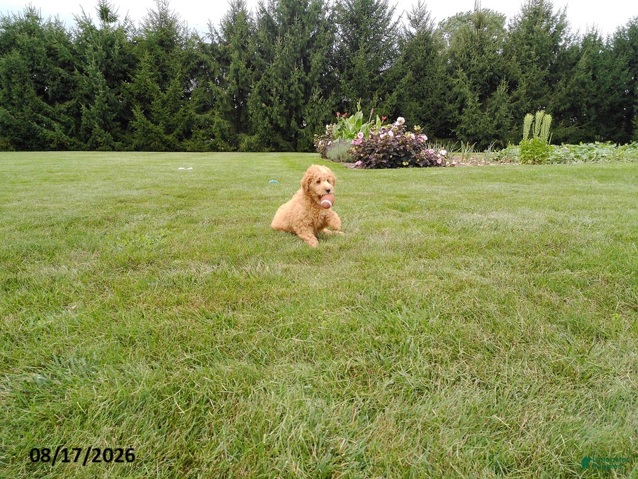 Mini Goldendoodle dogs Scooter - Ad 2