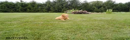 Mini Goldendoodle dogs for sale: Scooter - Ad 2