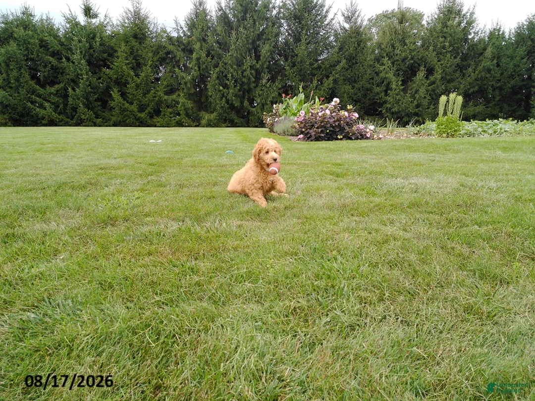 Mini Goldendoodle dogs for sale: Scooter - Ad 2