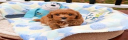 Cavapoo dogs for sale: Cade  - Ad 4
