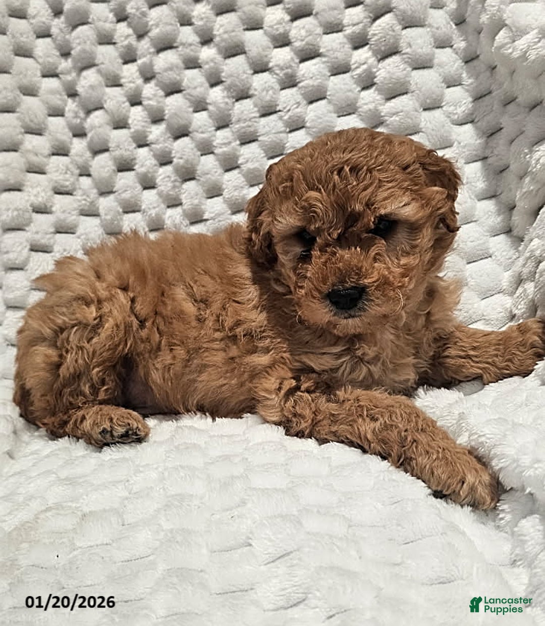 Mini Goldendoodle dogs for sale: Mickey - Ad 2