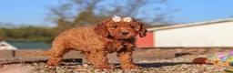 Mini Goldendoodle dogs for sale: Rosie - Ad 6