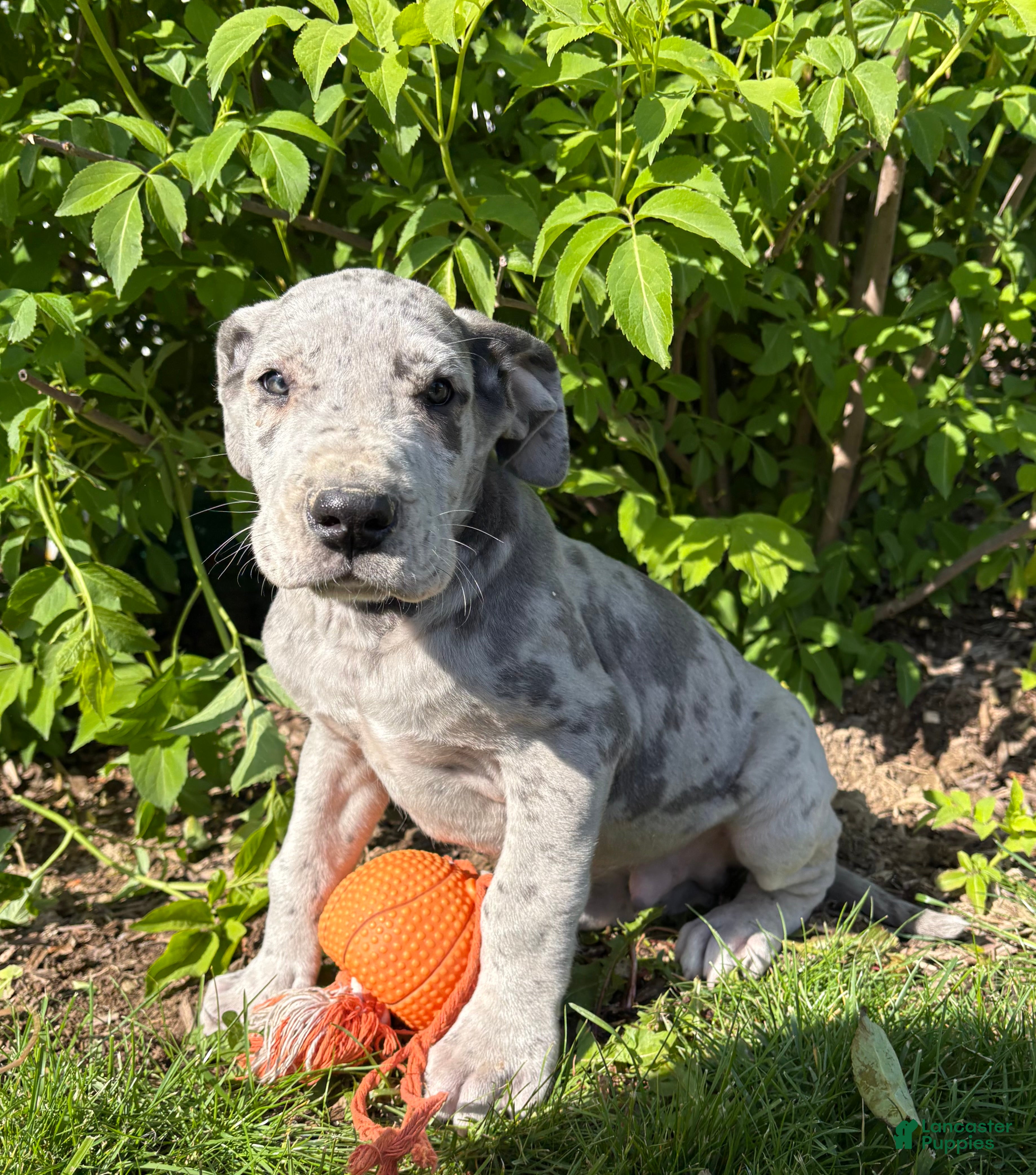 Great Dane dogs Thor - Ad 2