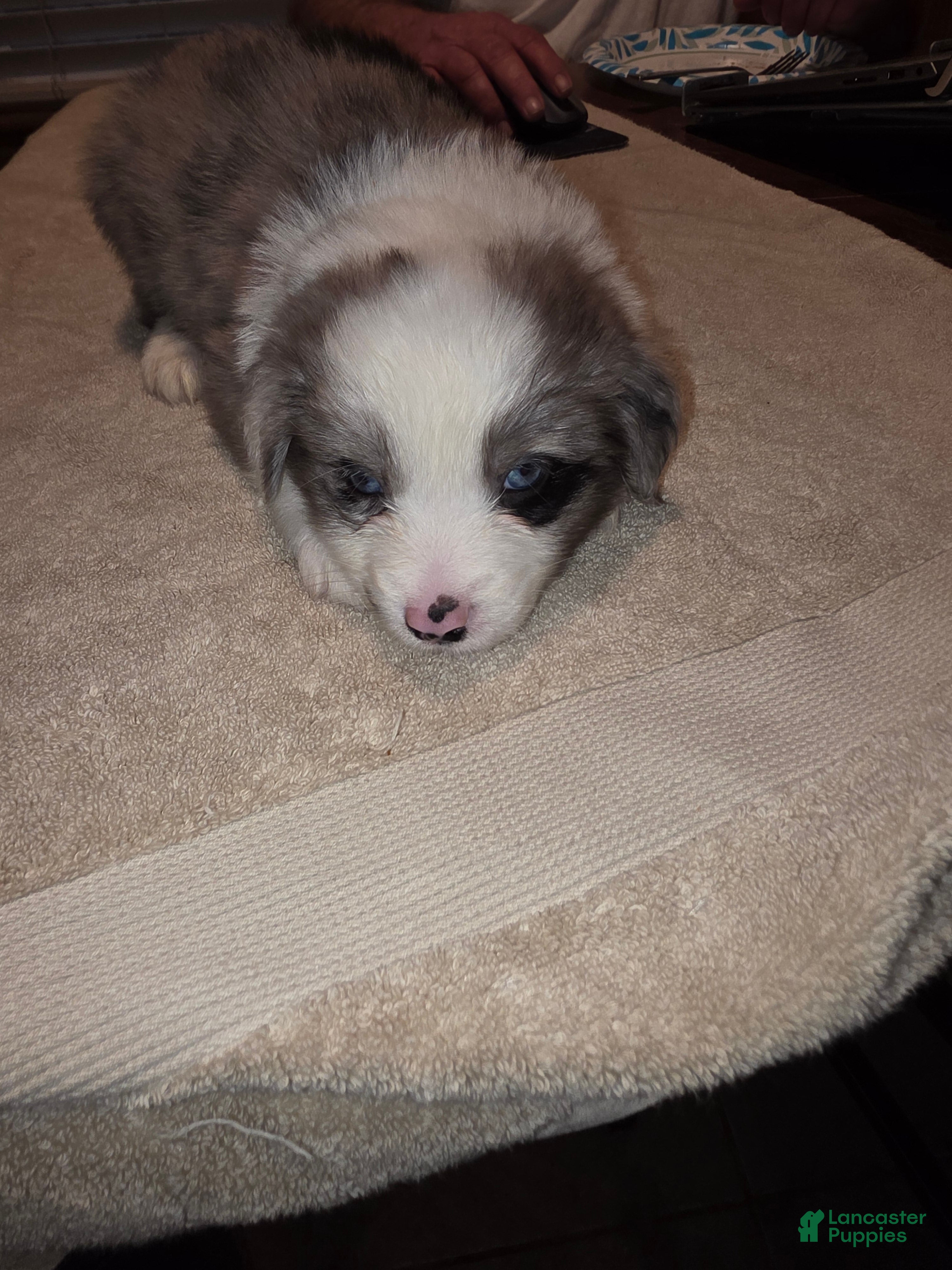 Miniature Australian Shepherd dogs Miniature Australian Shepherd Puppy 1 - Ad 41