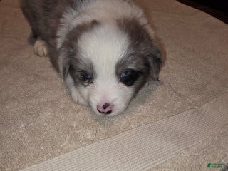 Miniature Australian Shepherd dogs Miniature Australian Shepherd Puppy 1 - Ad 4