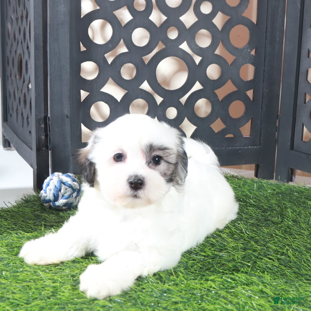 Teddy Bear dogs for sale: Captain Jack Daring Male Teddy Bear Puppy - Ad 2