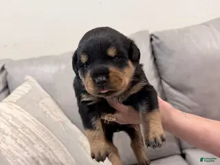 Rottweiler dogs for sale: Rottweiler Girl 1 - Ad 3