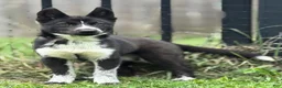 Siberian Husky dogs for sale: Klaus - Ad 2