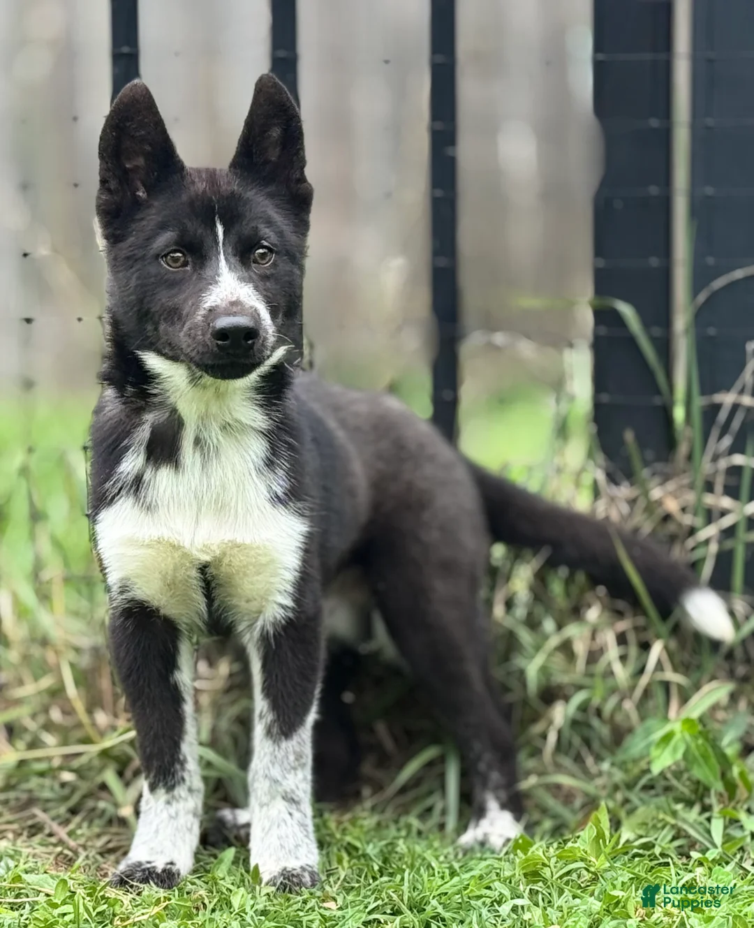 Siberian Husky dogs for sale: Klaus - Ad 2