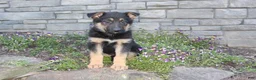German Shepherd dogs for sale: Doc - Ad 4