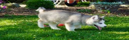 Siberian Husky dogs for sale: Lola - Ad 3