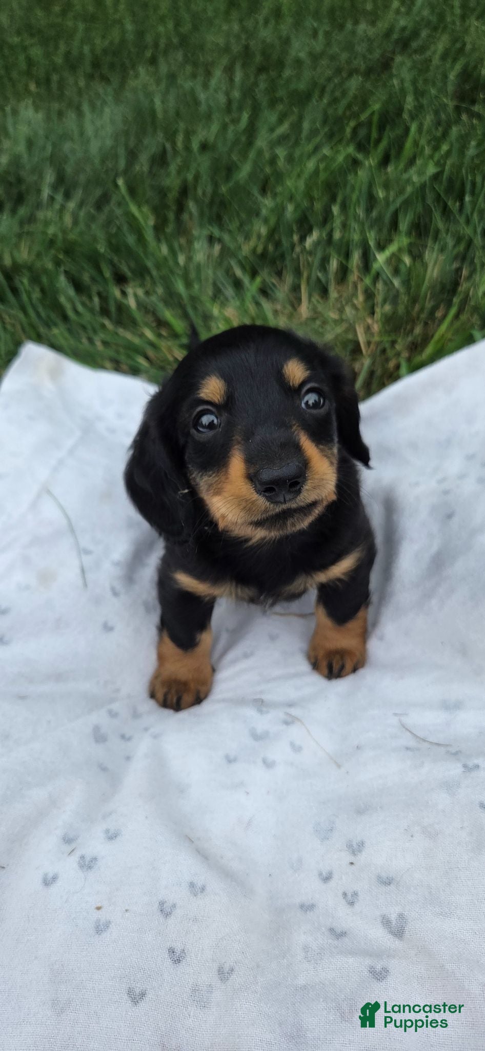 Miniature Dachshund dogs Thunder - Ad 1