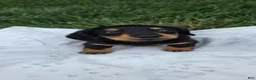 Miniature Dachshund dogs for sale: Thunder - Ad 1