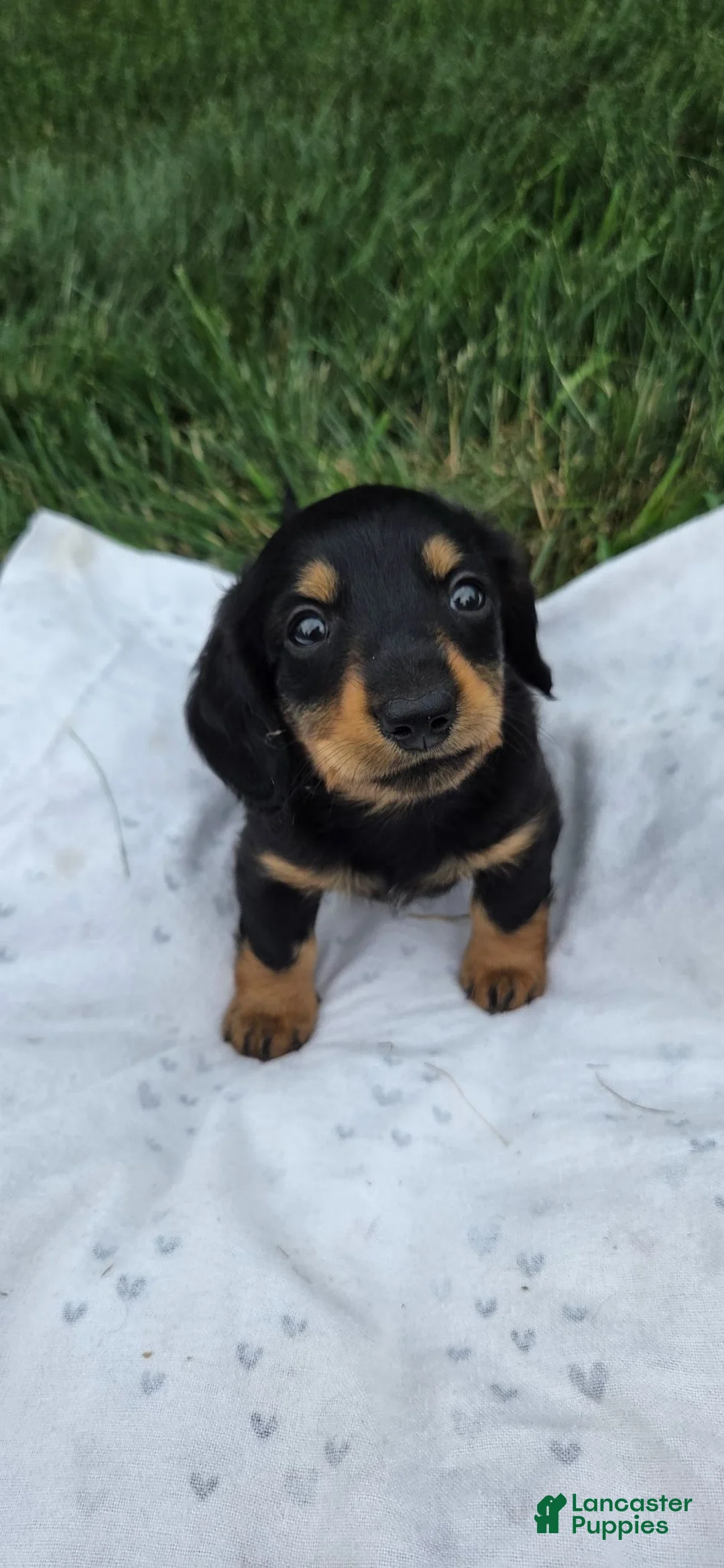 Miniature Dachshund dogs for sale: Thunder - Ad 1