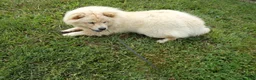 Chow Chow dogs for sale: Chow Chow Puppy 1 Gordy - Ad 3