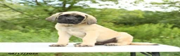 English Mastiff dogs for sale: Merlin - Ad 5