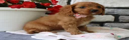 Cavapoo dogs for sale: Sierra - Ad 6