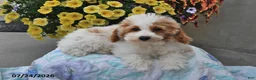 Miniature Poodle dogs for sale: Sapphire - Ad 3