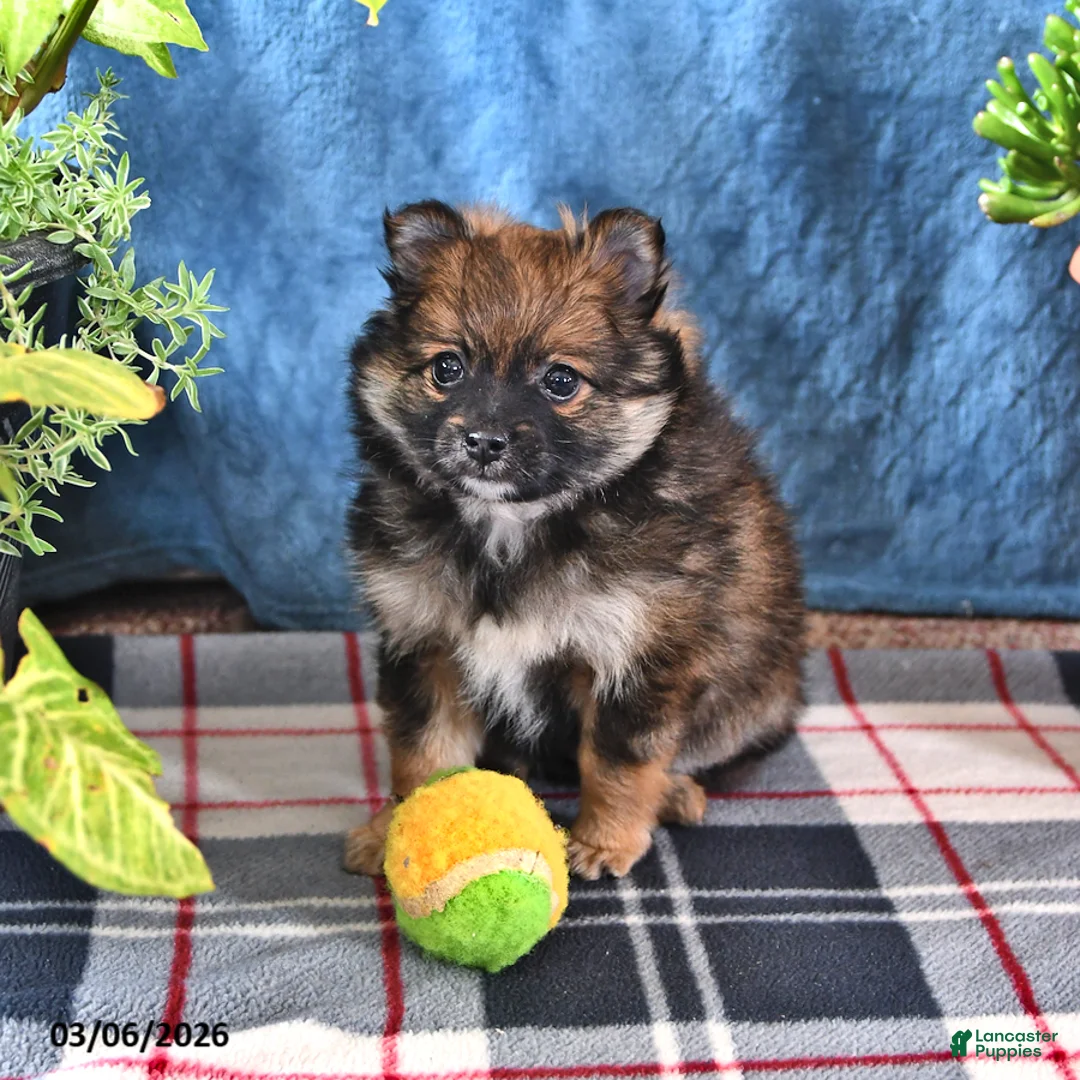 Pomeranian dogs for sale: Buddy - Ad 2